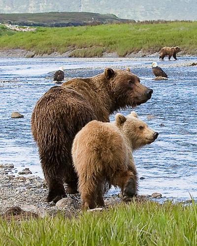 A fed bear is a dead bear A fed bear is a dead bear