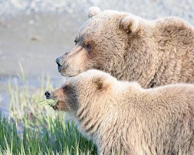 Sow and cub Sow and cub