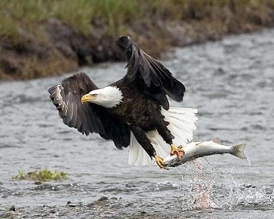 Eagles and Salmon Eagles and Salmon