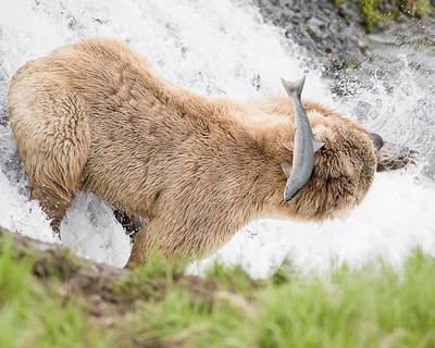Bear Fishing Bear Fishing