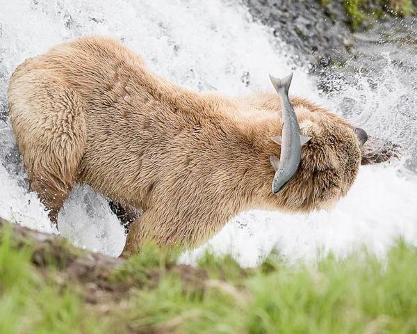 Bear Fishing Bear Fishing
