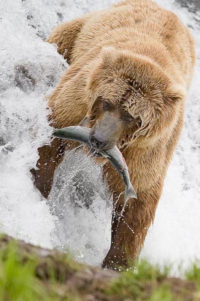 Bear Fishing Bear Fishing
