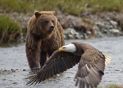 Eagles and Bears Eagles and Bears